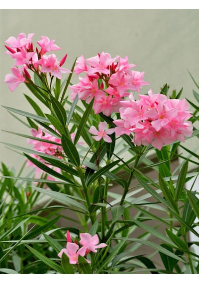 Videolu Pembe Zakkum Çiçeği 50 70 Cm 1 Adet Saksılı Çiçekli Bahçe / Balkon Bitkisi Nerium Oleander