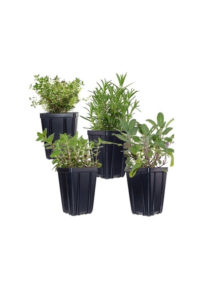 Aromatik Kekik Lavanta Fidanı Ikili Set 10-20 Cm