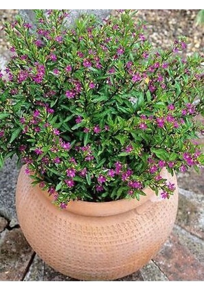 Kufeya Cennet Çiçeği Mor - Cuphea Hyssopifolia 20-30cm İç Mekan Bitkileri