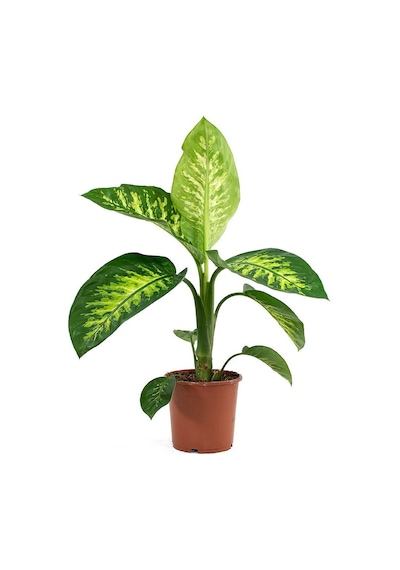 Difenbahya (Tropik) - Ağlayan Çiçek 40 cm 2 Adet