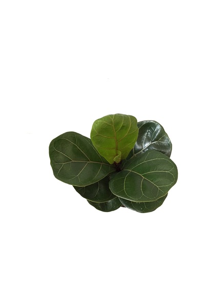 Ficus Lyrata (Keman Yapraklı Kauçuk Çiçeği) Ø17 CM Y80-90 CM