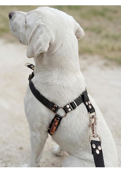 Köpek Göğüs Tasması Orta Irk Ayarlamalı Önden Ve Sırttan Çekmeli Kolon Kordon Siyah