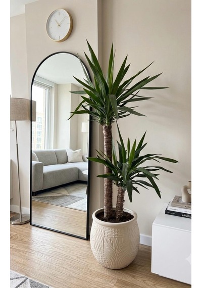 Ceka Botanik Çift Gövdeli Yuka Yucca Bitkisi - Modern Salon Ve Ofis Çiçeği