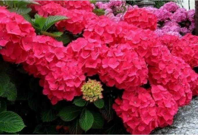 Kırmızı Ortanca Çiçeği Fidanı 10-20 Cm