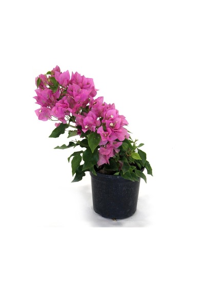 Avantajlı Begonvil Fidanı Pembe 25 Cm Çiçekli Bougainvillea
