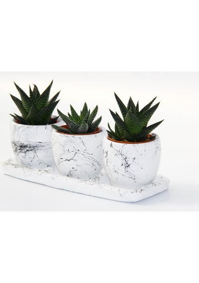 Trio Beyaz Sukulent Seti - Haworthia Pumila. Limifolia
