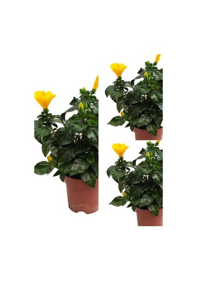 Sarı Japon Gülü Fidanı 3 Adet Saksılı/ Tüplü 50-70 Cm Salon Bitkisi Hibiscus Rose