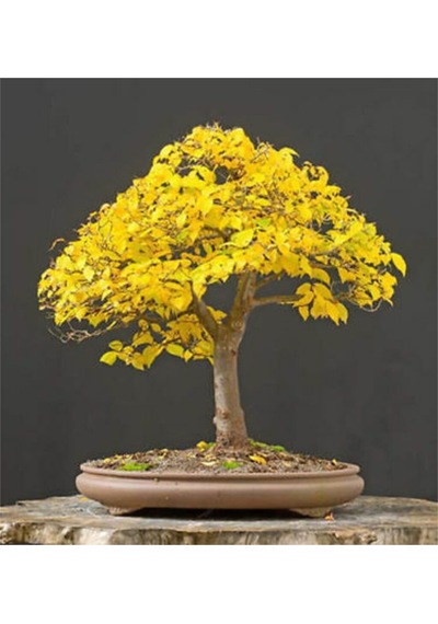 Liquidamber Bonzai Ağacı Ekim Seti 5 Adet Tohum Saksı Toprak Kombin