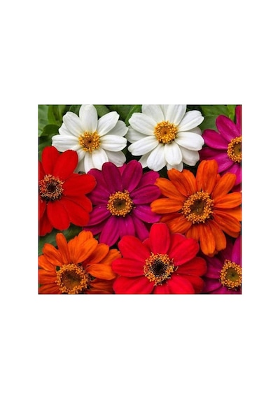 Kirli Hanım Zinnia Tohumu Mini Çiçekli, Karışık Renkli - 5 Adet