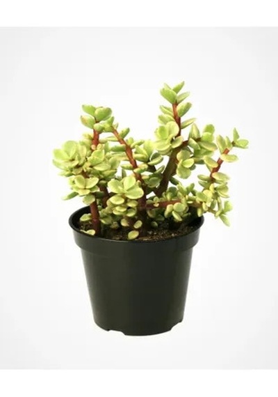 Serada Decor Plant Portulacaria Afra Variegata,fil Azığı Yeşim 5,5 Sukulent Saksısında Dolgun Formlu