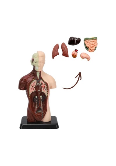 Temel 8 Parçalı İnsan Anatomisi Torso Modeli 24.5 Cm