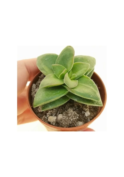 Crassula Springtime 5 Adet