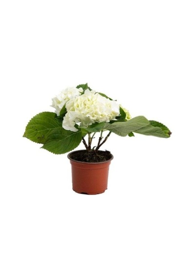 Beyaz Ortanca Çiçeği Fidanı 10-20 Cm