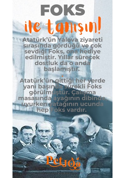 Petjoo 29.Foks Turuncu-Gri Qr'lı Köpek Künyesi