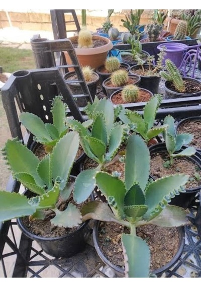 Peygamber Gözyaşı Kaşık Aşkın Gözyaşı 10-20 Cm