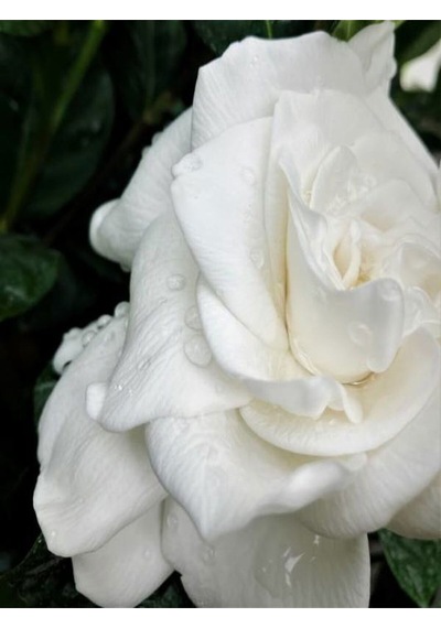 Videolu 1 Adet Kadınlar Günü Özel Mis Gardenya Çiçeği 20-35cm Saksılı Dikenler Tacıhediye Gardenia