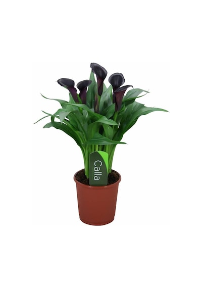 Gala Gelin Çiçeği Calla Lily - Bordo 10-20 Cm
