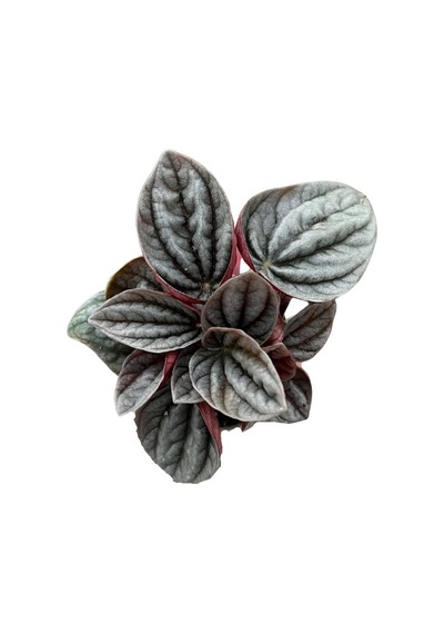 Peperomia Caperata 'Caracas' (Zümrüt Dalgası Çiçeği) Ø5,5 CM Y0-10 CM