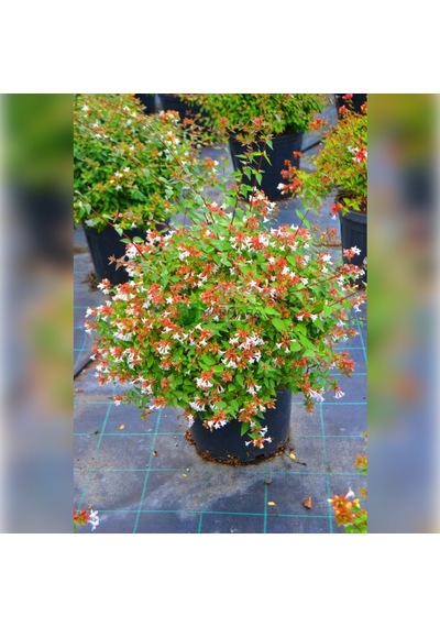 Abelya-büyük Çiçekli Kelebek Çalısı Abelia Grandiflora 20-40 Cm