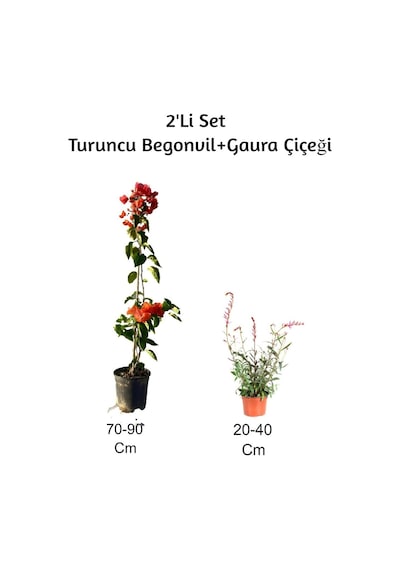 Turuncu Begonvil+ Gaura Çiçeği 2'li Set Dış Mekan Bitkisi Begonvillia
