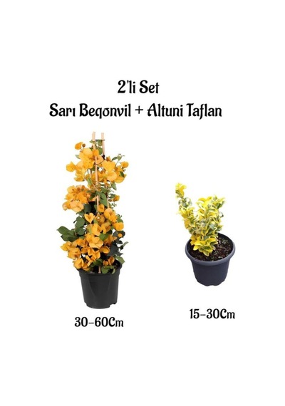 Sarı Renk Sarmaşık Begonvil Çiçeği+altuni Taflan Çit Bitkisi Saksılı Dış Mekan Bitkileri