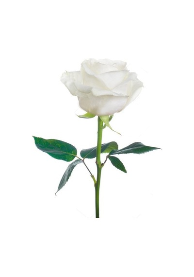 Gül Fidesi ''beyaz'' 10-20 Cm