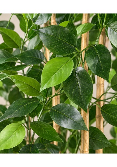 150 Cm 4 Bambu Gövdeli Benjamin Ağacı Krem Plastik Saksıda Çok Renkli