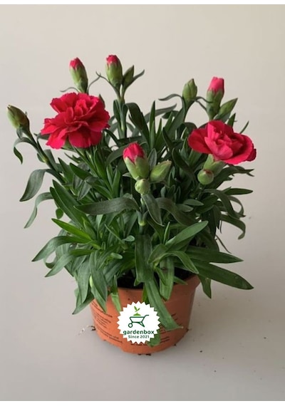 Mis Kokulu Kırmızı Renk Bodur Karanfil 1 Adet Saksılı 15-25cm Red Dianthus