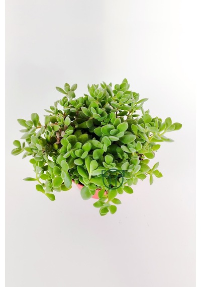 Crassula Rogersii Sarkan Sukulent Minik Yeşil Kadife Yapraklı 8.5
