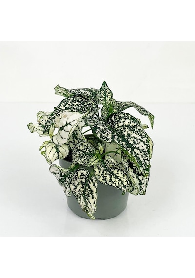 Hypoestes Phyllostachya Hostes Çiçeği Beyaz