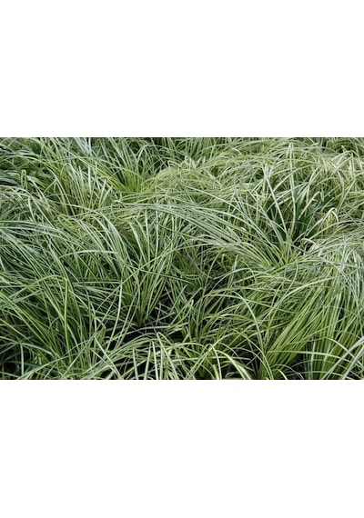 Carex Evergold 20 Adet - Çok Yıllık Otsu Bitki