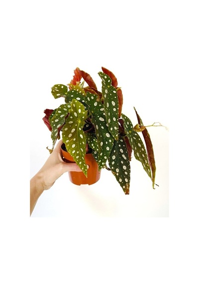 Thebestonline Begonia Maculata / Çilli Begonya