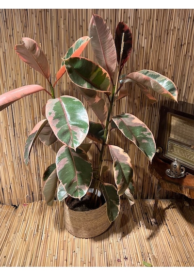 Ficus Elastica Belize Alacalı Kauçuk Bitkisi Tek Gövde 70-80 Cm Boy Özel Kutulu