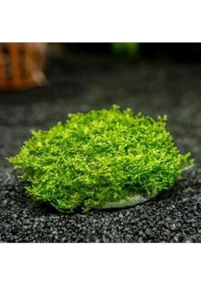 Mini Pellia Yeni Sarım Canlı Bitki 5x5 Cm