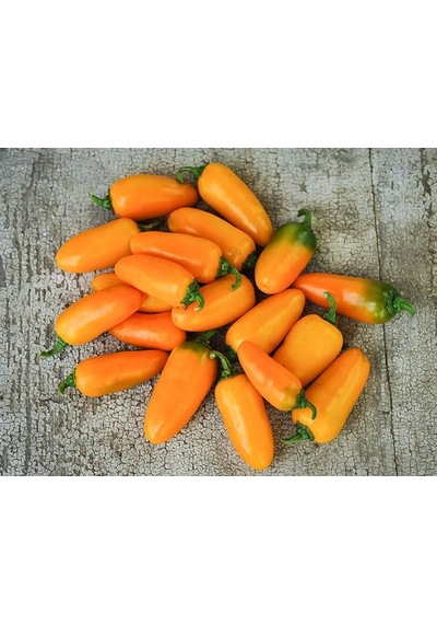 20 Adet Orange Spice Jalepeno Biber Tohumu N112534