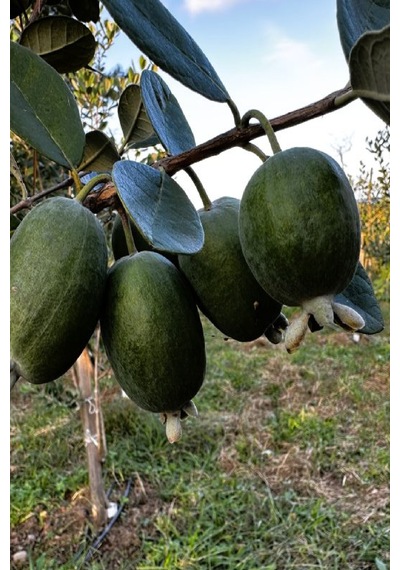 Tüplü Feijoa Kaymak Ağacı Fidanı 3 Yaş