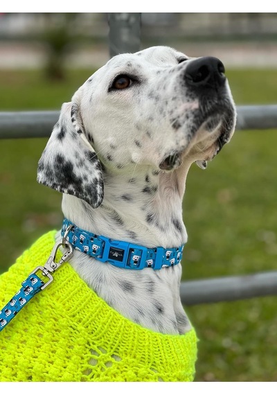 Recycled Köpek Boyun Tasması Cute S Çok Renkli