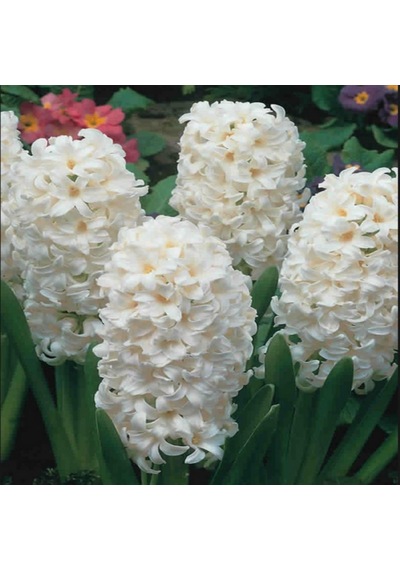 Hyacinthus Aiolos Sümbül Soğanı 3 Adet N114763