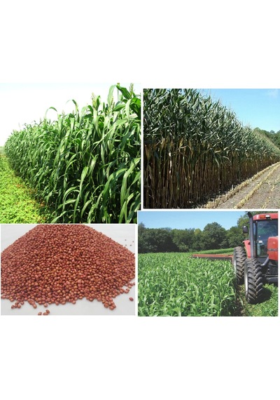 Sorgum Sudan Otu Tohumu 2 KG Sorgum Sudan Otu