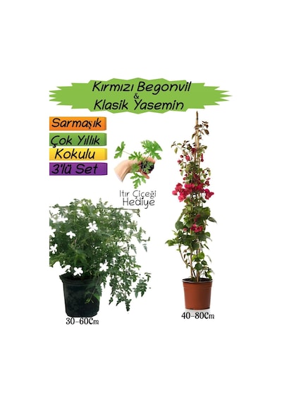 Kırmızı Renk Begonvil+kokulu Klasik Yasemin+ıtır Çiçeği 3'lü Peyzaj Seti