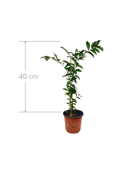 Japon Kurtb40 Cm X 5 Ad