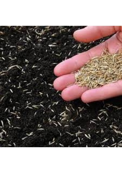 5KG Çim Tohumu İthal 3Lü Karışım Özel Çim Tohumu T