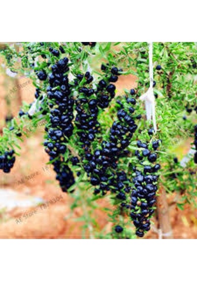 30 Adet Gojiberry Fidanı Siyah Renk Viyolde 15 Cm 12 Ay Dkim .eksi 30 Decereye Dfayanıklı