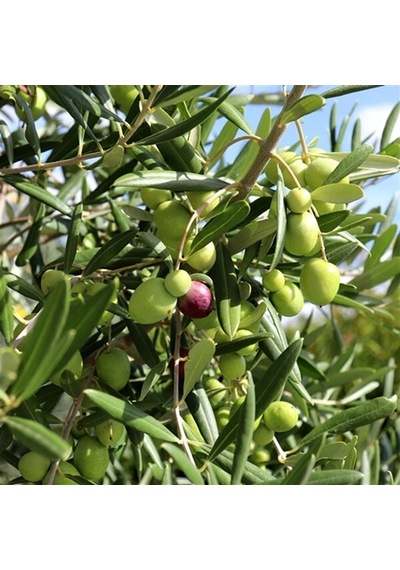 Gemlik Zeytin Fidanı Trilye Zeytini