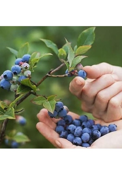 Bizim Yöresel Yaban Mersini Reçeli 460 G