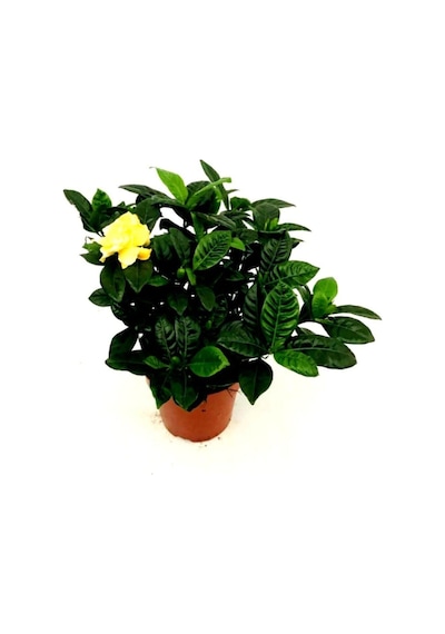 Videolu 1 Adet Kokulu Gardenya Çiçeği 20-30 Cm Saksılı Çiçekli Bodur Bitkiler Gardenia
