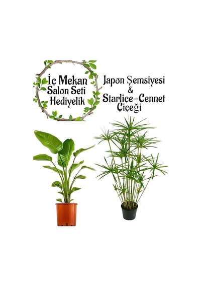 Japon Şemsiyesi 40-60 Cm 1 Adet Saksılı+starliçe Çiçeği 50-60cm 1 Adet Saksılı