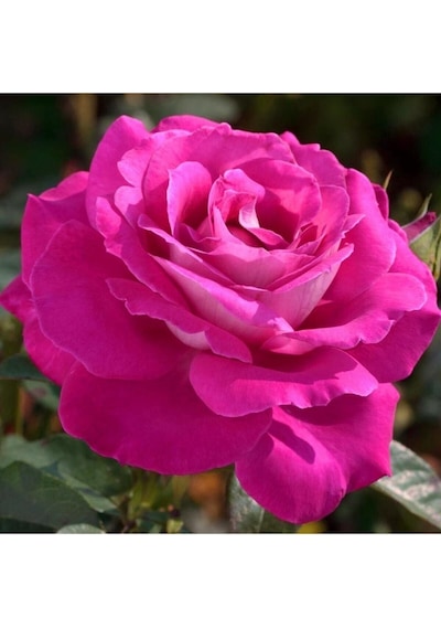 Yediveren Gül Fidanı 20-60cm Saksılı/tüplü 1 Adet Aşılı Gül Pink Rose