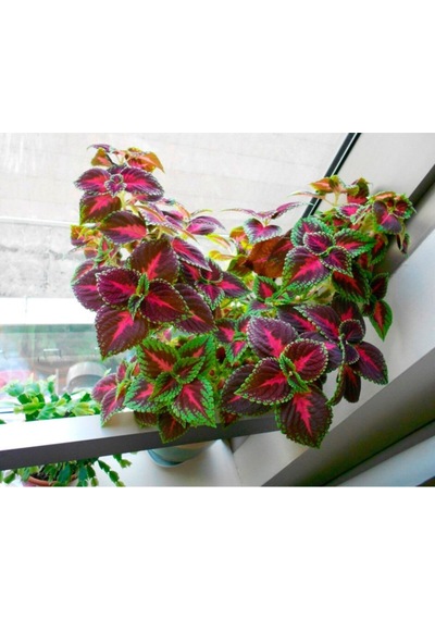 Cam Güzeli Çiçeği Golyoz1 Fidanı Saksılı 20 Cm 40 Cm