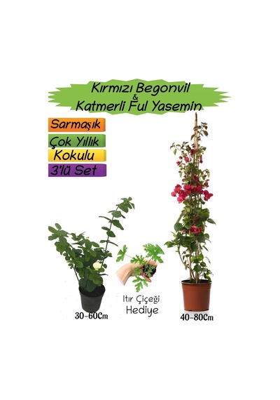 Kırmızı Renk Begonvil+katmerli Ful Yasemin+ıtır Çiçeği Hediyeli 3'lü Peyzaj Seti